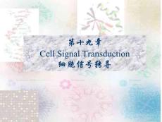 扬州大学《生物化学》课件第19章 细胞信号转导