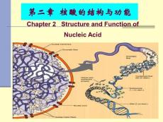第二章_核酸的分子结构与功能(间)