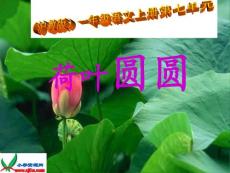 沪教版一年级语文上册《荷叶圆圆》教学演示课件