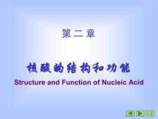 核酸的结构和功能