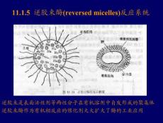 【生物课件】生物工艺学9