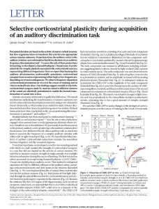 [PDF] Selective corticostriatal plasticity during acquisition of an auditory discrimination task