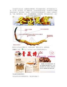冬蟲夏草介紹（藥效、吃法、食用、處理、儲(chǔ)存、摻假、辨別和注意事項(xiàng)）