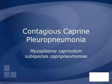 Contagious Caprine Pleuropneumonia