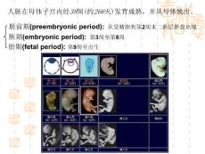 483487406组胚课件07本