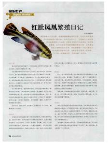 红肚凤凰繁殖日记