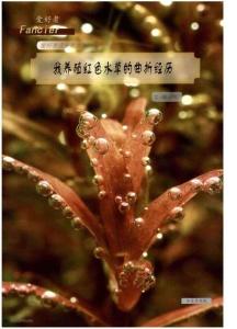 我养红色水草的曲折经历