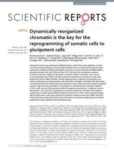 srep17691-Dynamically reorganized chromatin is the key for the reprogramming of somatic cells to pluripotent cells