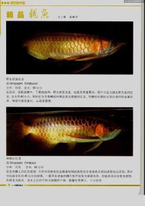 精品龙鱼