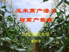 玉米高产潜力与高产栽培
