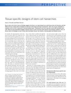 ncb3332-Tissue-specific designs of stem cell hierarchies