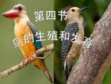 第四節(jié)_鳥的生殖和發(fā)育