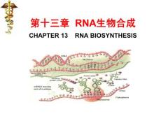 北京大學生物化學課件 RNA生物合成