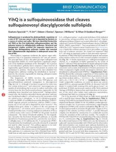 nchembio.2023-YihQ is a sulfoquinovosidase that cleaves sulfoquinovosyl diacylglyceride sulfolipids