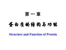 第01章蛋白质的结构和功能