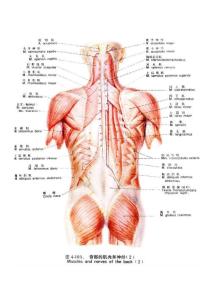 解剖 运动S 背部肌肉 图片