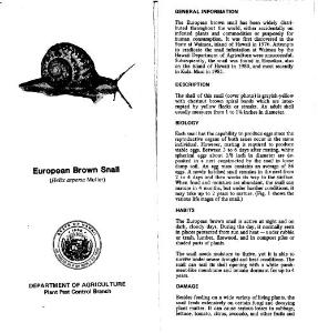 European Brown Snail