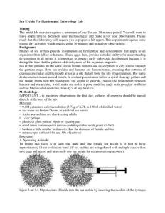 Sea Urchin Fertilization and Embryology Lab Timing