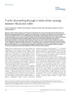 ncb3390-F-actin dismantling through a redox-driven synergy between Mical and cofilin