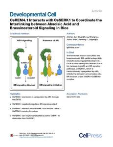 Developmental Cell-2016-OsREM4.1 Interacts with OsSERK1 to Coordinate the Interlinking between Abscisic Acid and Brassinosteroid Signaling in Rice