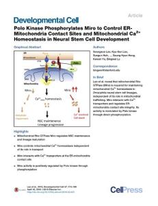 Developmental Cell-2016-Polo Kinase Phosphorylates Miro to Control ER-Mitochondria Contact Sites and Mitochondrial Ca2+ Homeostasis in Neural Stem Cell Development