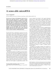 Genes Dev.-2016-Pasquinelli-2019-20-A sense-able microRNA