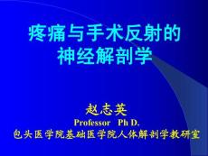 疼痛與手術反射的神經解剖學