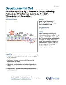 Developmental Cell-2016-Polarity Reversal by Centrosome Repositioning Primes Cell Scattering during Epithelial-to- Mesenchymal Transition