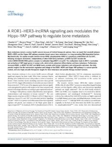 ncb3464-A ROR1–HER3–lncRNA signalling axis modulates the Hippo–YAP pathway to regulate bone metastasis