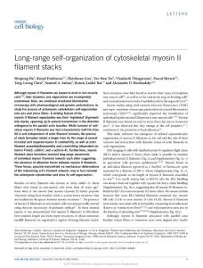 ncb3466-Long-range self-organization of cytoskeletal myosin II filament stacks
