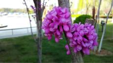 （優質文檔）紫荊花PPT背景圖片