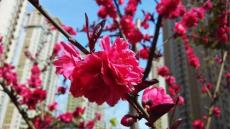 （優質文檔）紫葉桃花PPT背景圖片