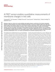 nbt.3828-A FRET sensor enables quantitative measurements of membrane charges in live cells