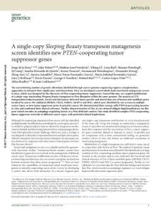 ng.3817-A single-copy Sleeping Beauty transposon mutagenesis screen identifies new PTEN-cooperating tumor suppressor genes