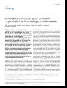 ncb3497-Basolateral protrusion and apical contraction cooperatively drive Drosophila germ-band extension