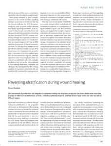 ncb3545-Reversing stratification during wound healing