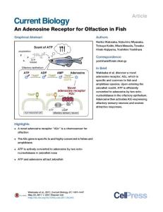 Current-Biology_2017_An-Adenosine-Receptor-for-Olfaction-in-Fish