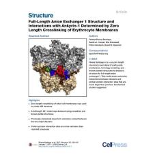 Structure_2017_Full-Length-Anion-Exchanger-1-Structure-and-Interactions-with-Ankyrin-1-Determined-by-Zero-Length-Crosslinking-of-Erythrocyte-Membranes