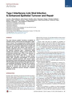 Cell-Host-Microbe_2015_Type-I-Interferons-Link-Viral-Infection-to-Enhanced-Epithelial-Turnover-and-Repair