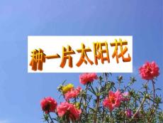 （北师大版）四年级语文下册课件 种一片太阳花 2