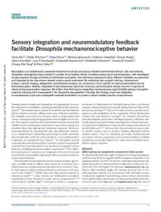 nn.4580-Sensory integration and neuromodulatory feedback facilitate Drosophila mechanonociceptive behavior