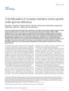 ncb3562-O-GlcNAcylation of fumarase maintains tumour growth under glucose deficiency