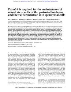 Genes Dev.-2017-Shimada-Prdm16 is required for the maintenance of neural stem cells in the postnatal forebrain and their differentiation into ependymal cells