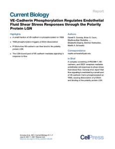 Current-Biology_2017_VE-Cadherin-Phosphorylation-Regulates-Endothelial-Fluid-Shear-Stress-Responses-through-the-Polarity-Protein-LGN