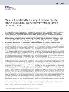 nsmb.3434-Musashi 1 regulates the timing and extent of meiotic mRNA translational activation by promoting the use of specific CPEs