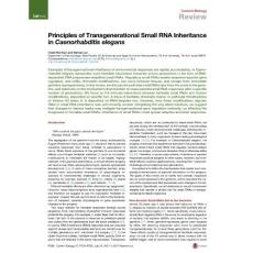 Current-Biology_2017_Principles-of-Transgenerational-Small-RNA-Inheritance-in-Caenorhabditis-elegans