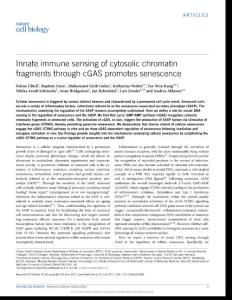 ncb3586-Innate immune sensing of cytosolic chromatin fragments through cGAS promotes senescence