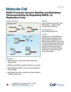 Molecular-Cell_2017_RADX-Promotes-Genome-Stability-and-Modulates-Chemosensitivity-by-Regulating-RAD51-at-Replication-Forks