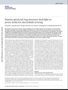 nsmb.3448-Katanin spiral and ring structures shed light on power stroke for microtubule severing
