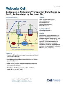 Molecular-Cell_2017_Endoplasmic-Reticulum-Transport-of-Glutathione-by-Sec61-Is-Regulated-by-Ero1-and-Bip